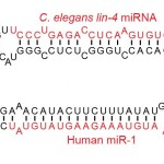 Examples_of_microRNA_stem-loops