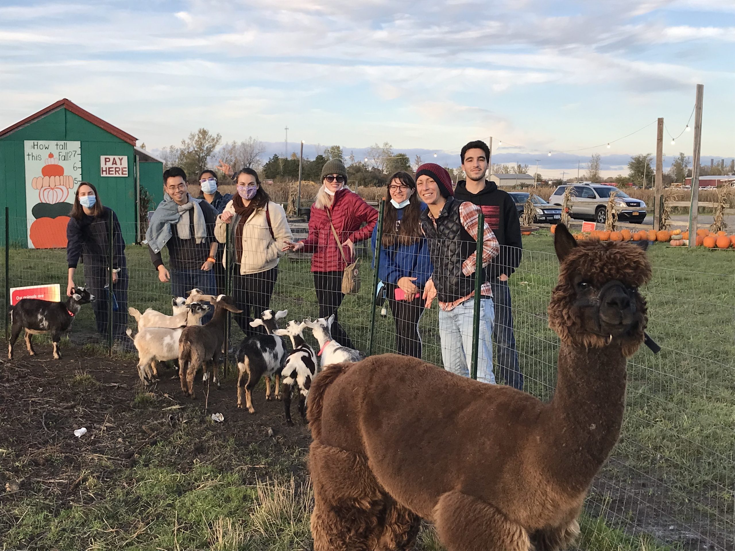 A group of people with goats and an alpaca