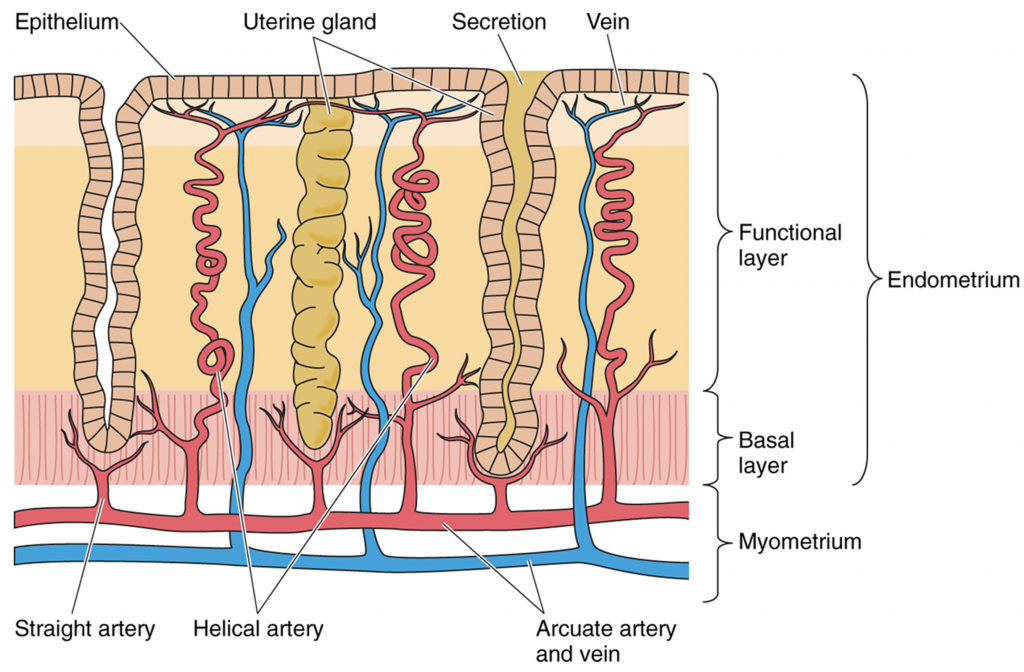 Female Reproductive Histology Notes – Medical Histology – Jacobs School ...