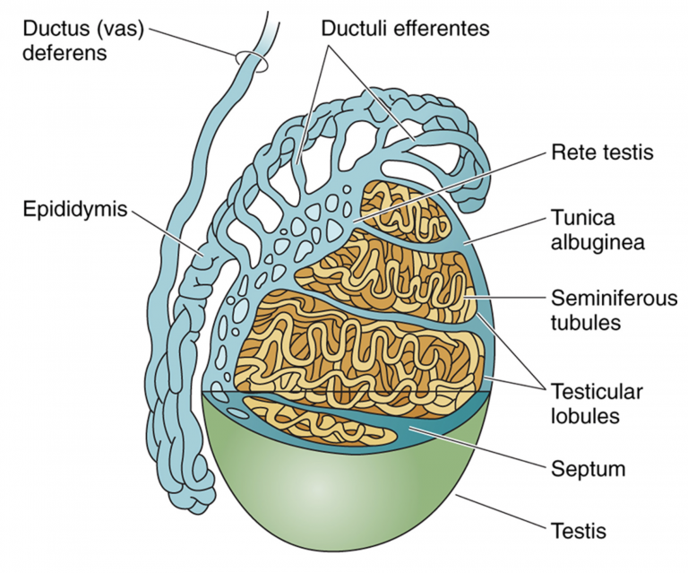 Male Reproductive Histology Notes – Medical Histology – Jacobs School ...