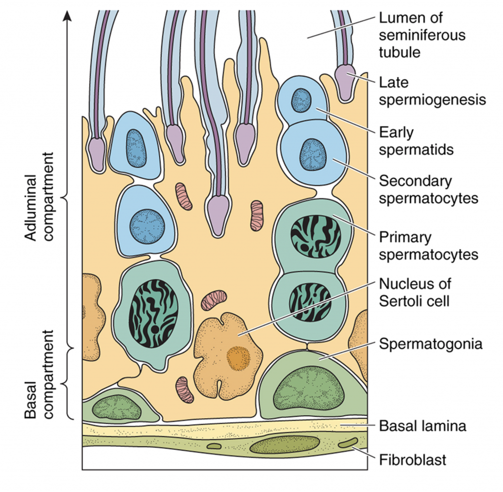 Male Reproductive Histology Notes Medical Histology Jacobs School Of Medicine