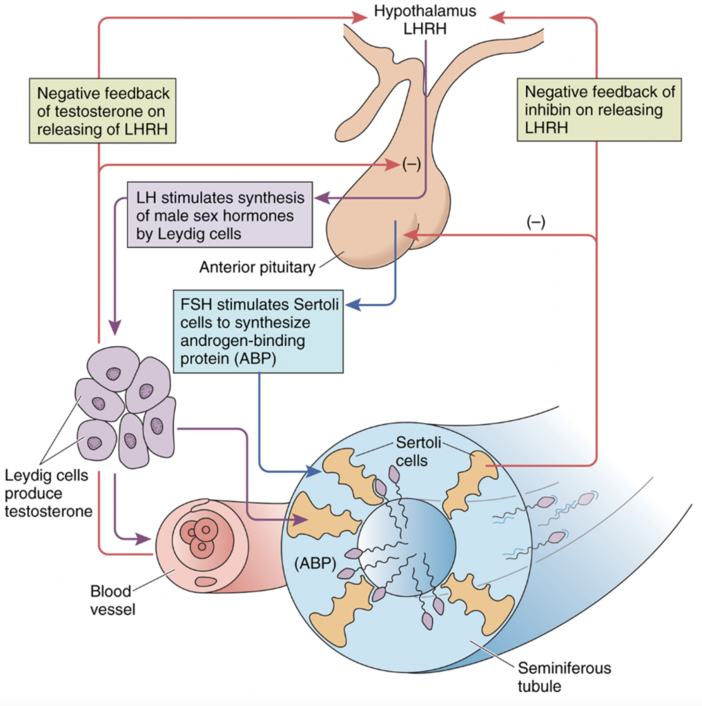 Male Reproductive Histology Notes Medical Histology Jacobs School