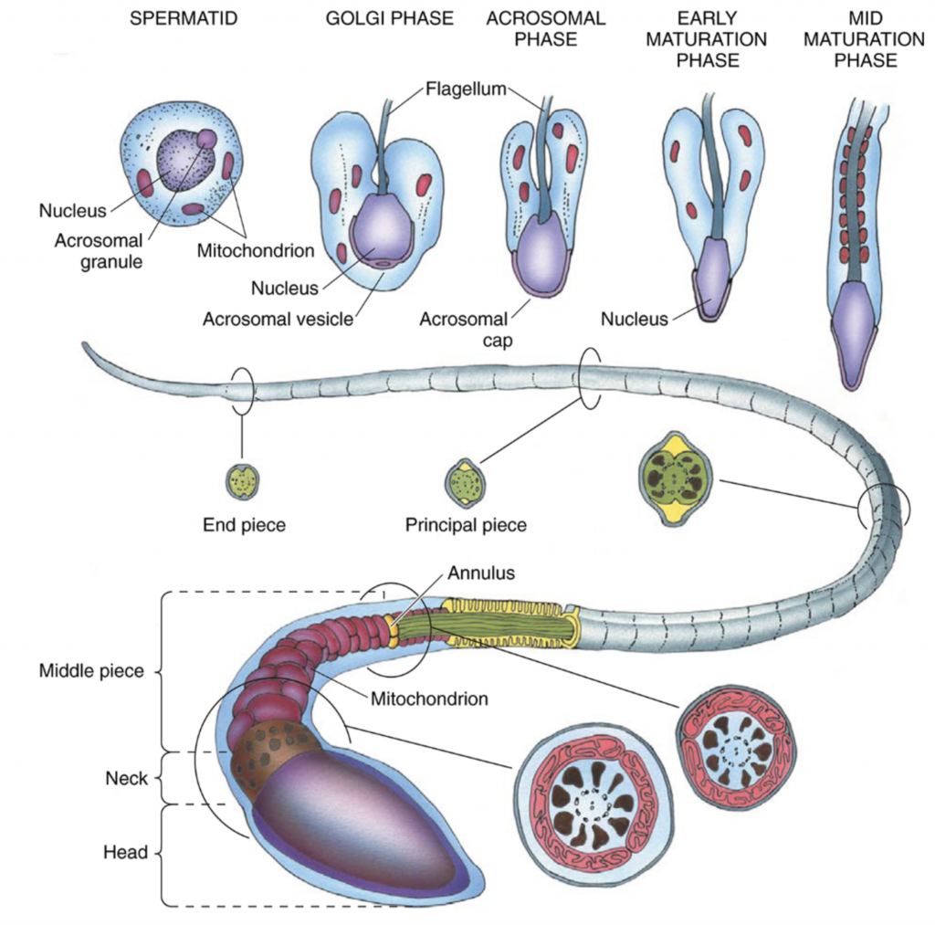 Male Reproductive Histology Notes Medical Histology Jacobs School