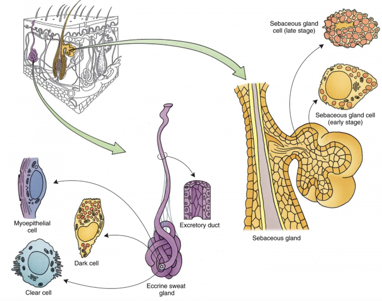 Integument Histology Notes – Medical Histology – Jacobs School of Medicine