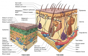 Integument Histology Notes – Medical Histology – Jacobs School Of Medicine