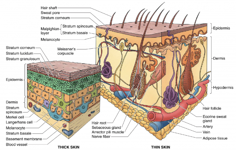 Integument Histology Notes – Medical Histology – Jacobs School of Medicine