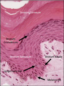 Integument Histology Notes – Medical Histology – Jacobs School of Medicine