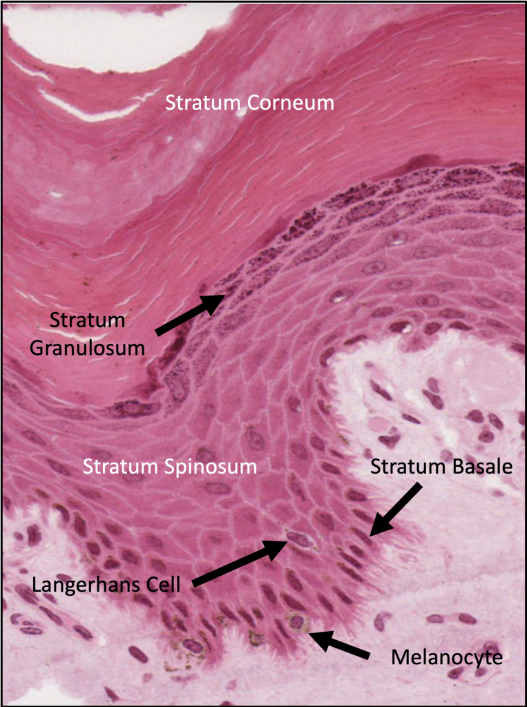 human skin layers histology