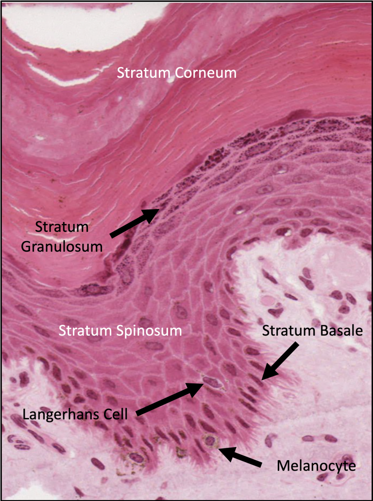 Integument histology notes medical histology jacobs school of medicine