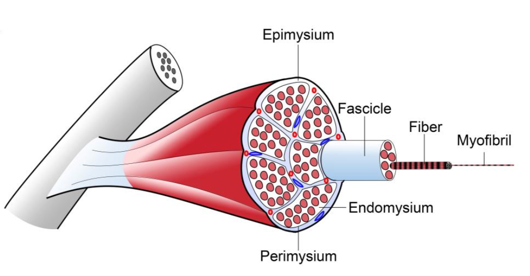 Cartilage/Bone/Muscle Histology Notes – Medical Histology – Jacobs ...