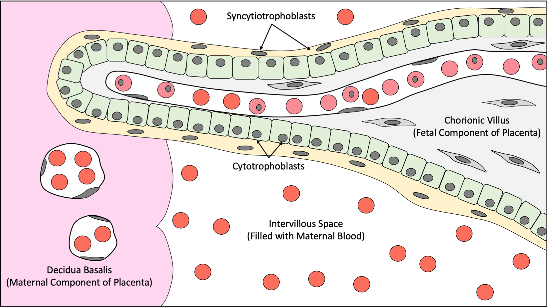 Female Reproductive Histology Notes Medical Histology Jacobs School