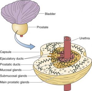 Male Reproductive Histology Notes – Medical Histology – Jacobs School ...