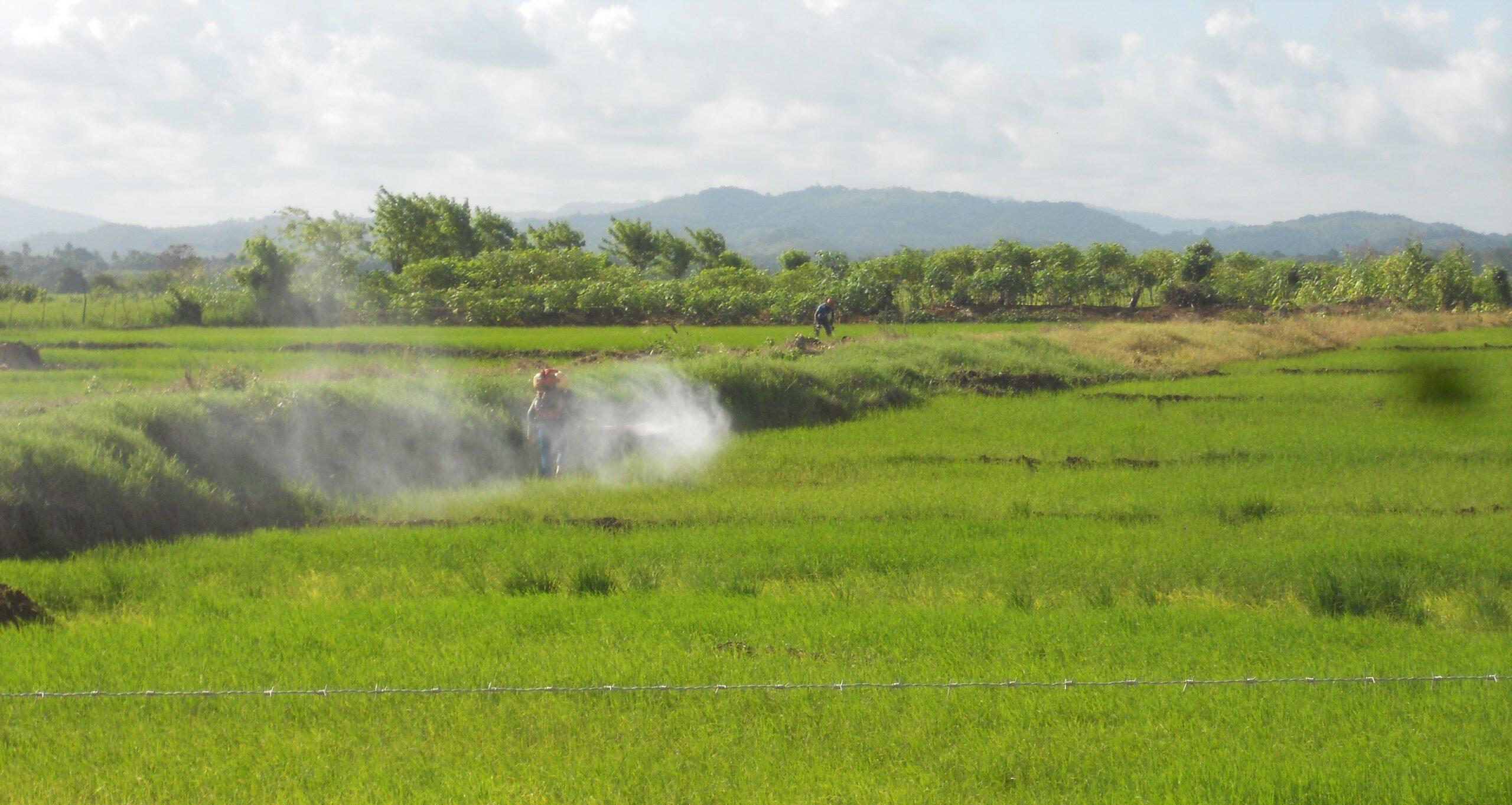 farmworker Dominican Republic