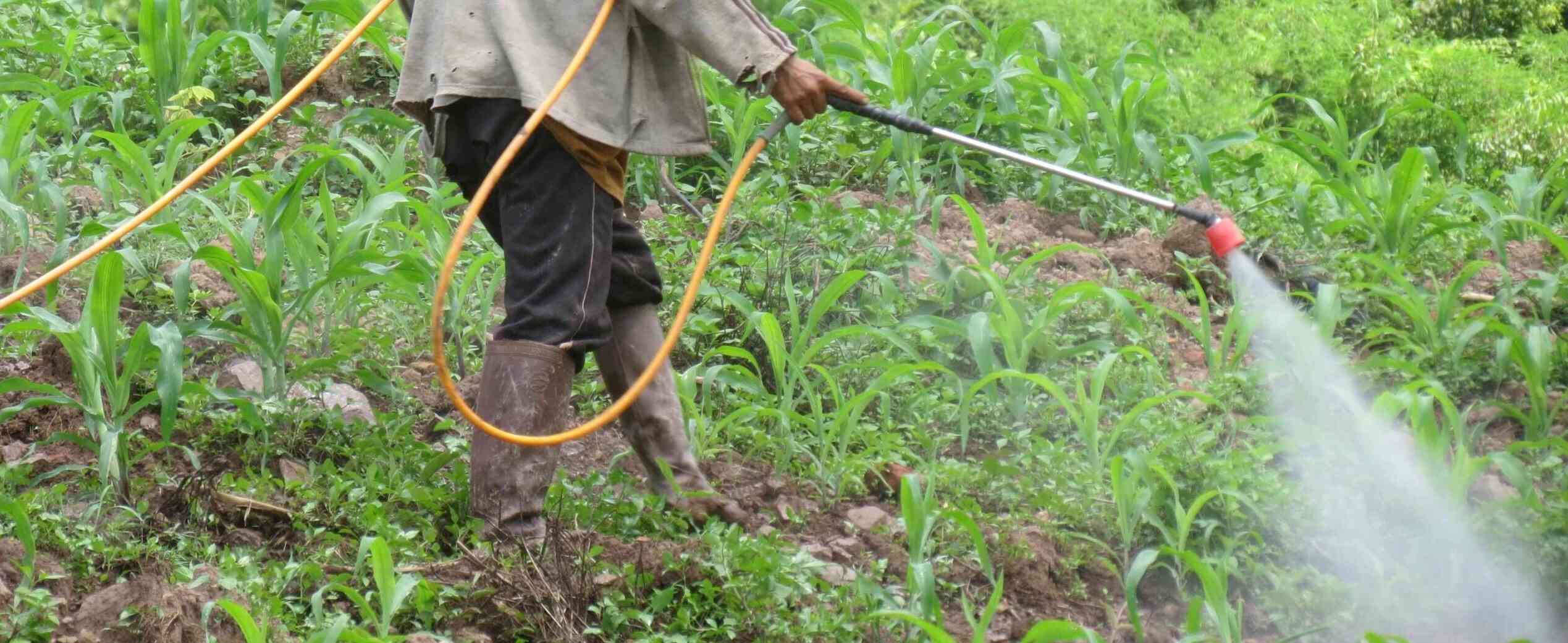 A male worker without protective equipment treats a maize field with insecticide, upland Laos