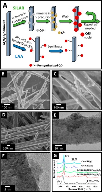 Materials-assembly mechanism, electron microscopy images, and Raman spectra of QD/MxV2O5 heterostructures