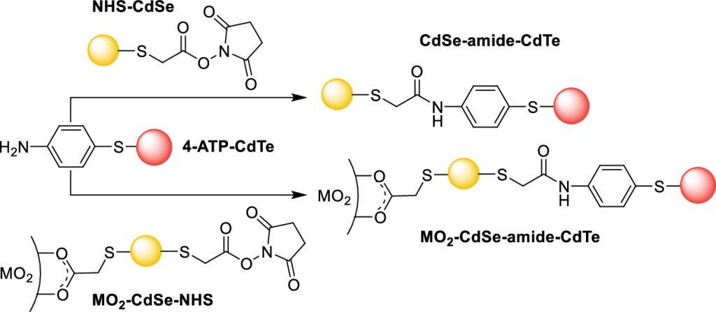Mechanisms of syntheses of colloidal and metal oxide-immobilized CdSe-amide-CdTe heterostructures
