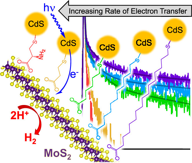 Schematic depiction of ligand-dependent electron-transfer dynamics at CdS-ligand-MoS2 interfaces