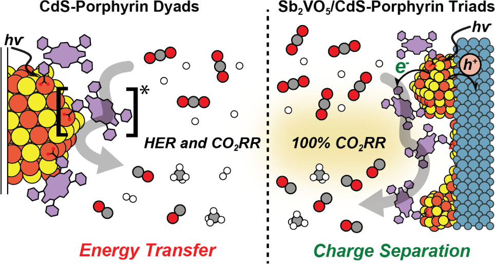 Mechanisms of photocatalysis mediated by CdS-porphyrin dyads and Sb2VO5/CdS-porphyrin triads