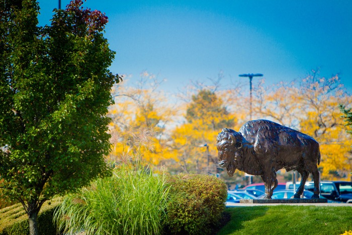Buffalo statue on UB's north campus